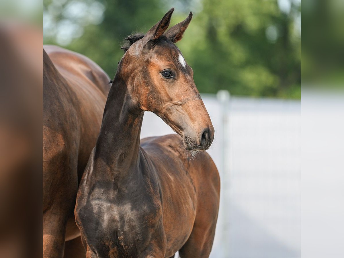 Westfalisk häst Hingst Föl (06/2024) Brun in Lüdinghausen