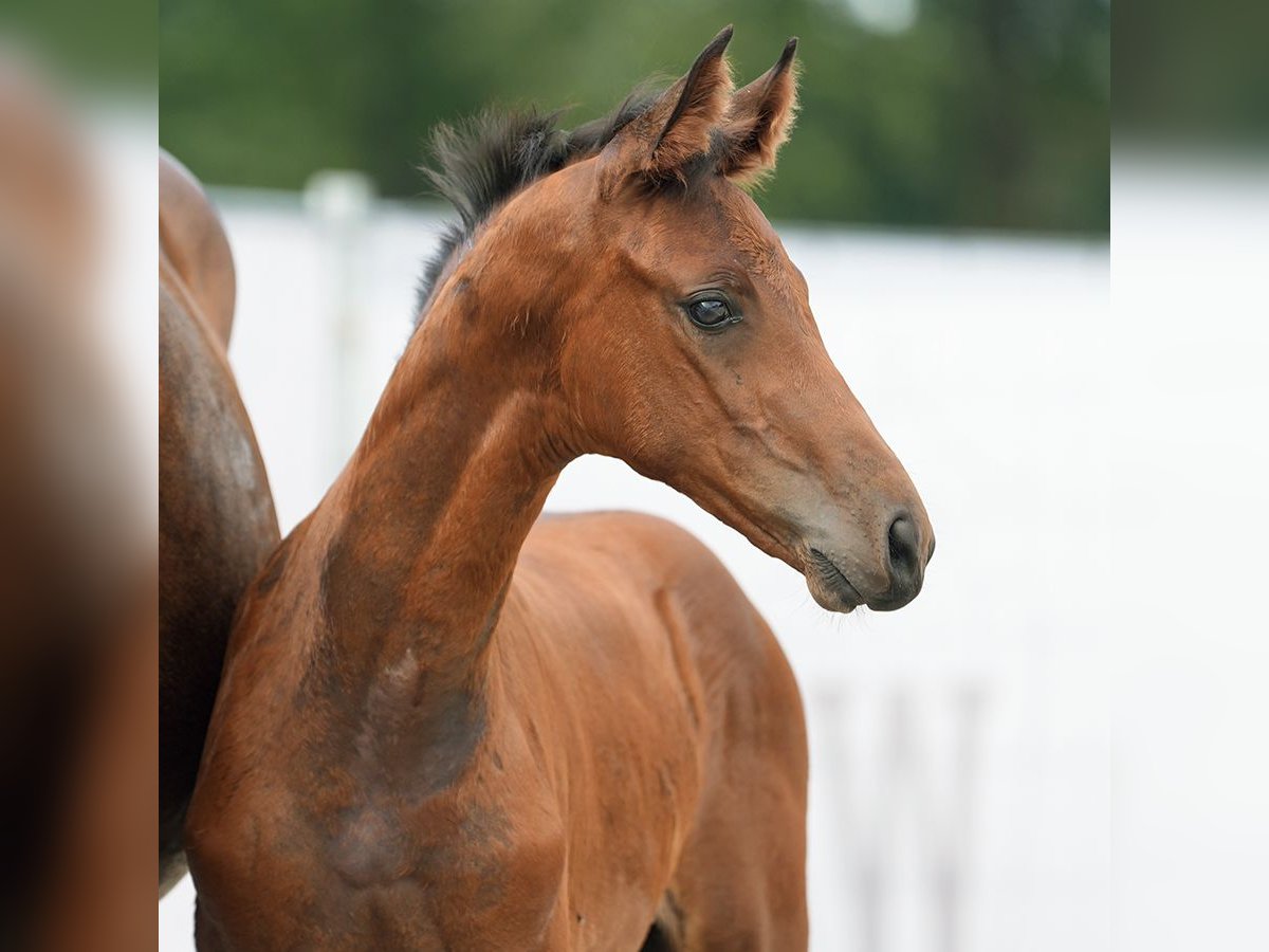 Westfalisk häst Hingst Föl (06/2024) Brun in Münster-Handorf