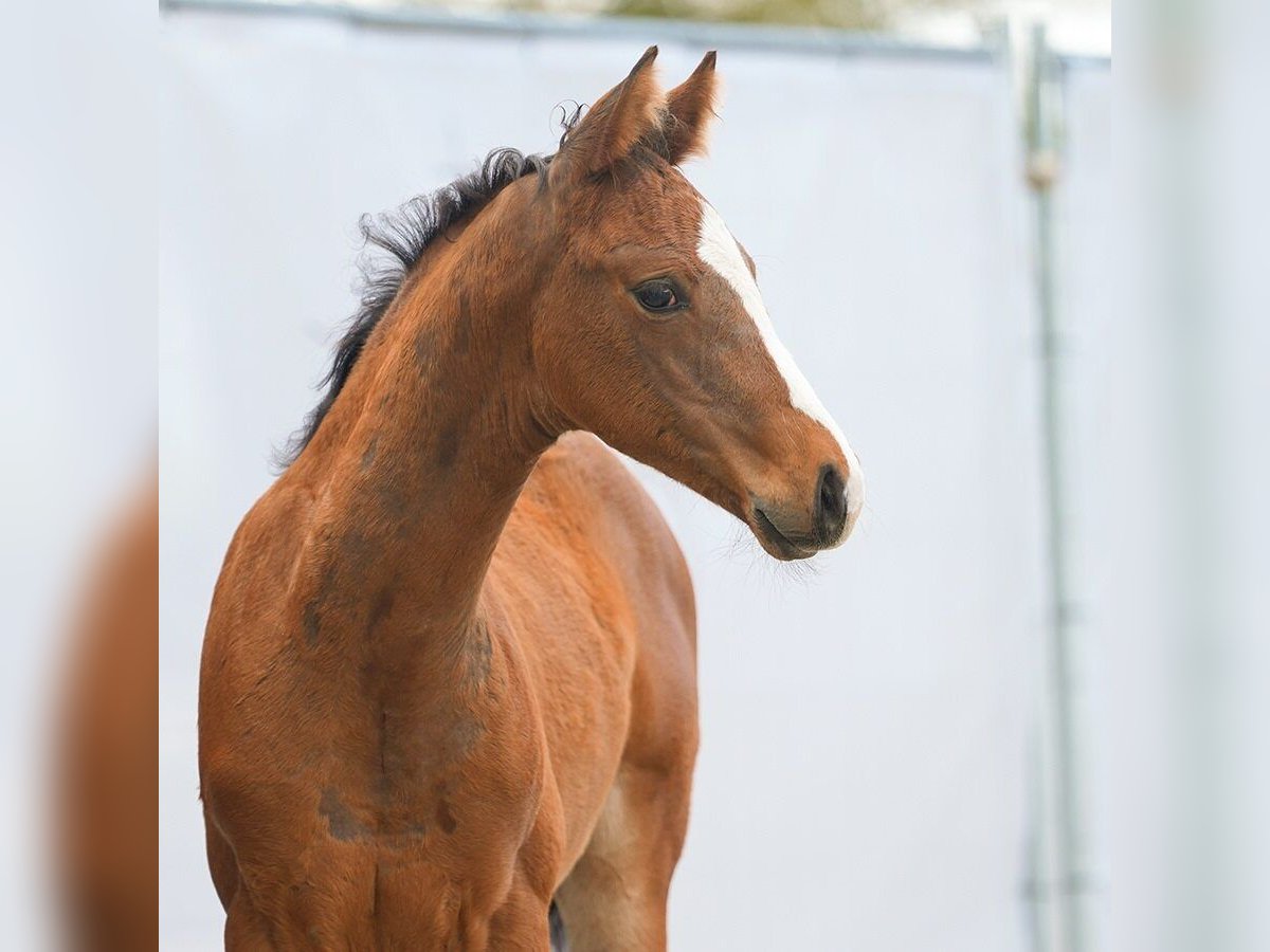 Westfalisk häst Hingst Föl (02/2024) Brun in Münster-Handorf