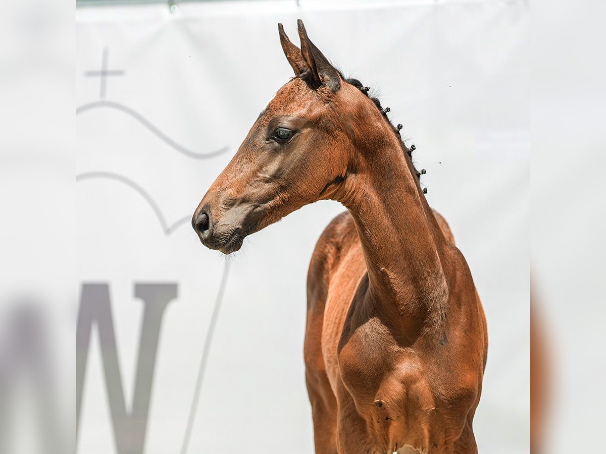 Westfalisk häst Hingst Föl (03/2024) Brun in Münster-Handorf