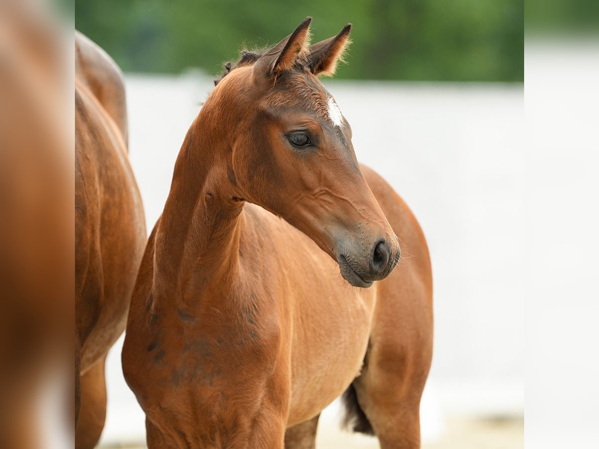 Westfalisk häst Hingst Föl (04/2024) Brun in Münster-Handorf