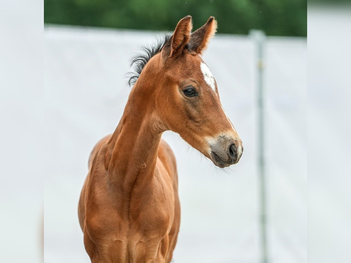 Westfalisk häst Hingst Föl (05/2024) Brun in Münster-Handorf