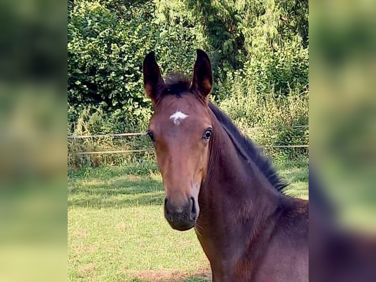 Westfalisk häst Hingst Föl (04/2024) Brun in Oer-Erkenschwick