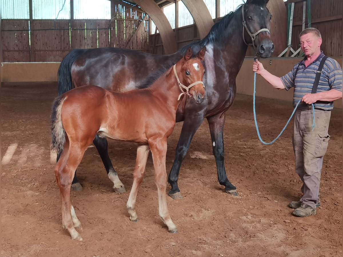 Westfalisk häst Hingst Föl (04/2024) Brun in Frankenberg (Eder)