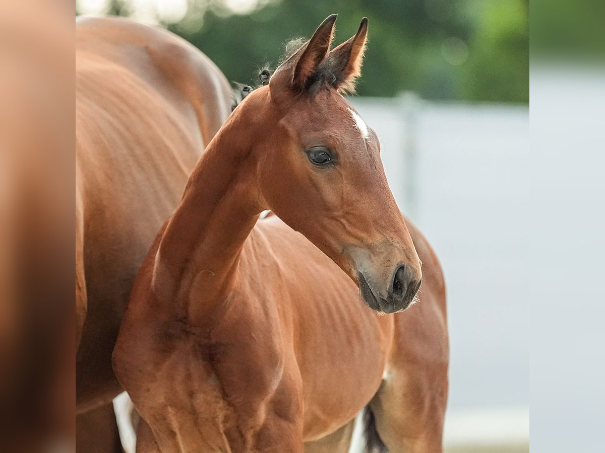 Westfalisk häst Hingst Föl (06/2024) Brun in Siegen