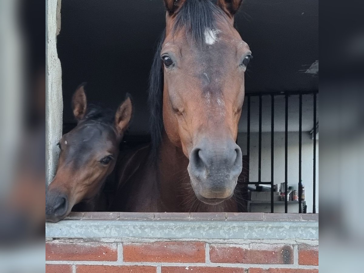 Westfalisk häst Hingst Föl (04/2024) Brun in Schermbeck