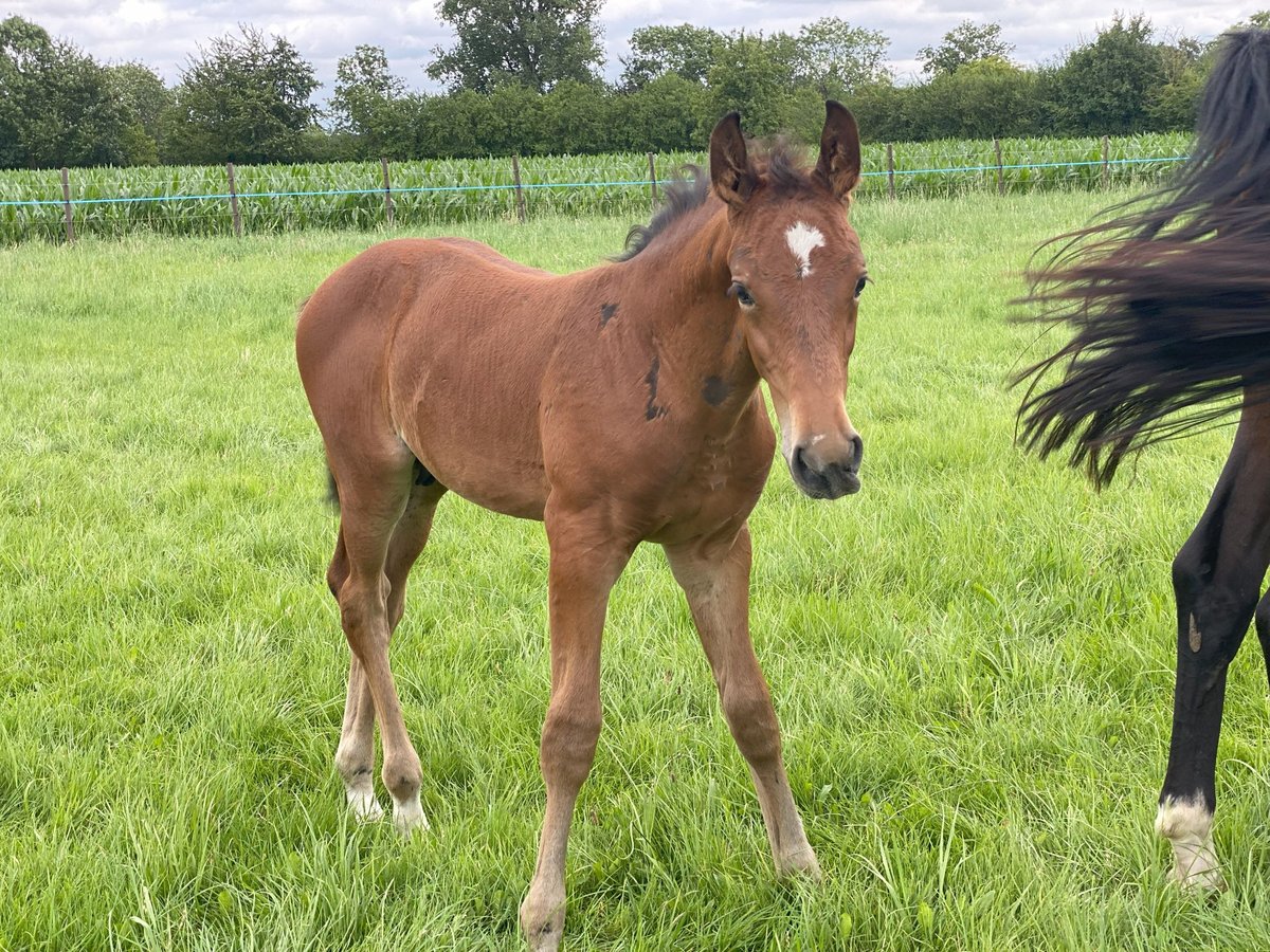 Westfalisk häst Hingst Föl (05/2024) Brun in Ascheberg