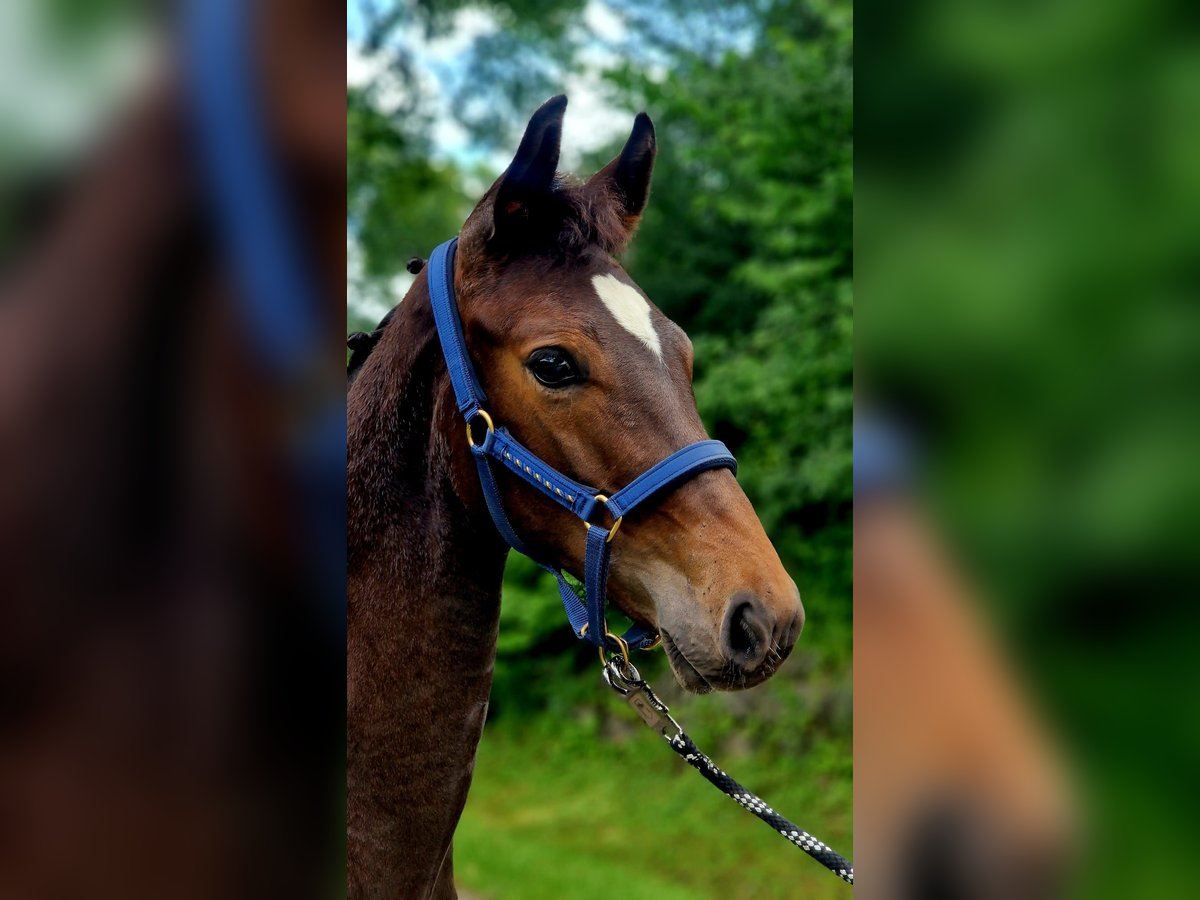 Westfalisk häst Hingst Föl (02/2024) Brun in Olsberg