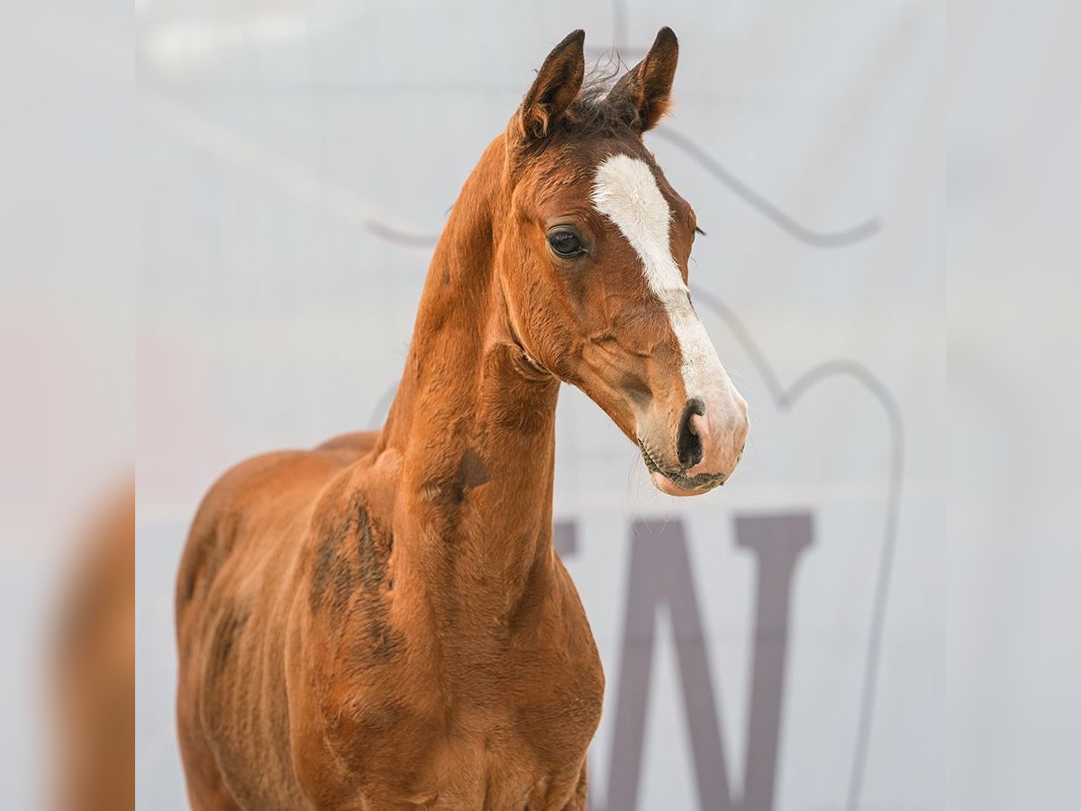 Westfalisk häst Hingst Föl (06/2024) Brun in Münster-Handorf