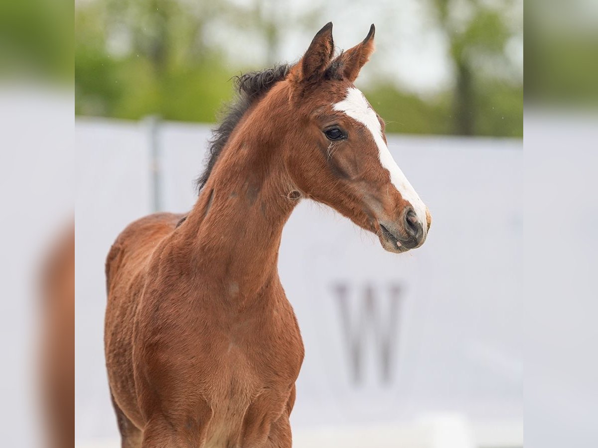 Westfalisk häst Hingst Föl (03/2024) Brun in Münster-Handorf