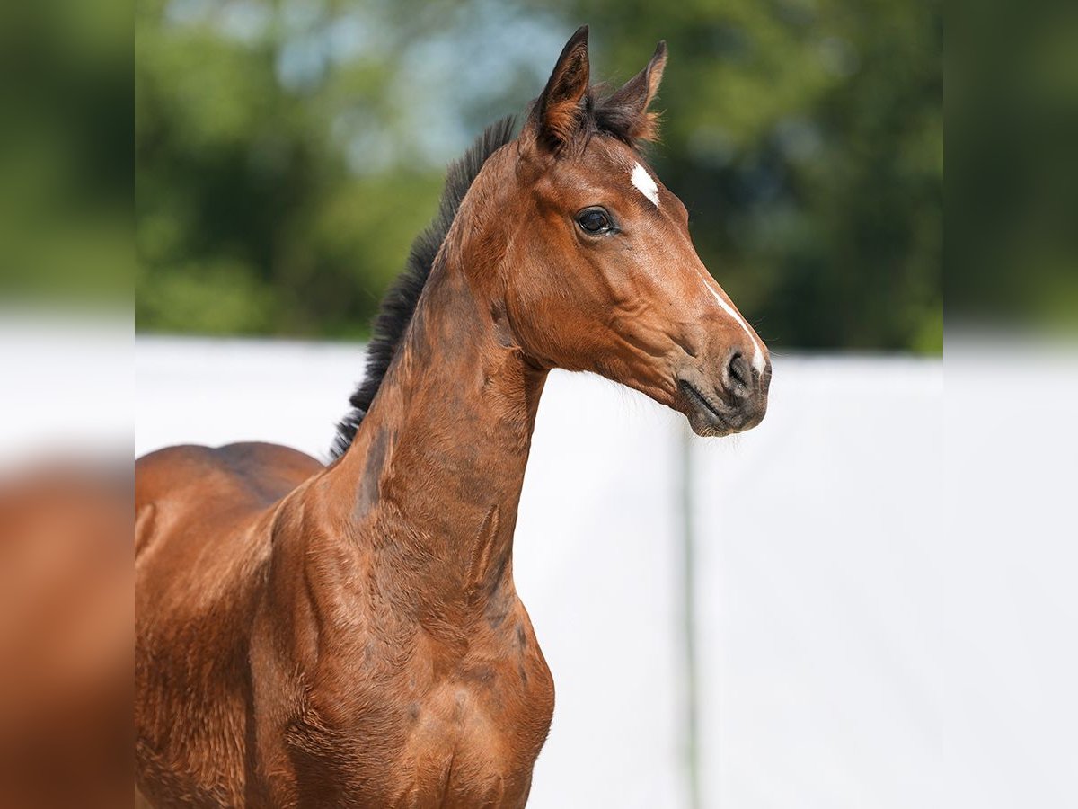 Westfalisk häst Hingst Föl (05/2024) Brun in Münster-Handorf