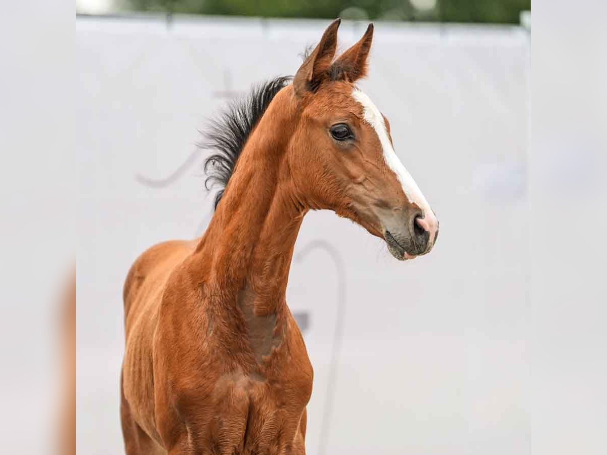 Westfalisk häst Hingst Föl (04/2024) Brun in Münster-Handorf