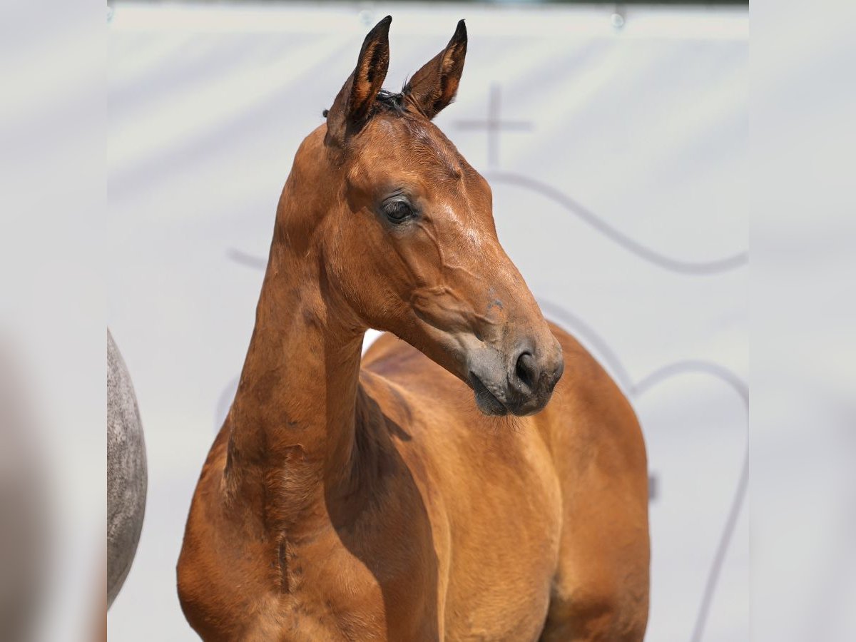 Westfalisk häst Hingst Föl (05/2024) Brun in Münster-Handorf