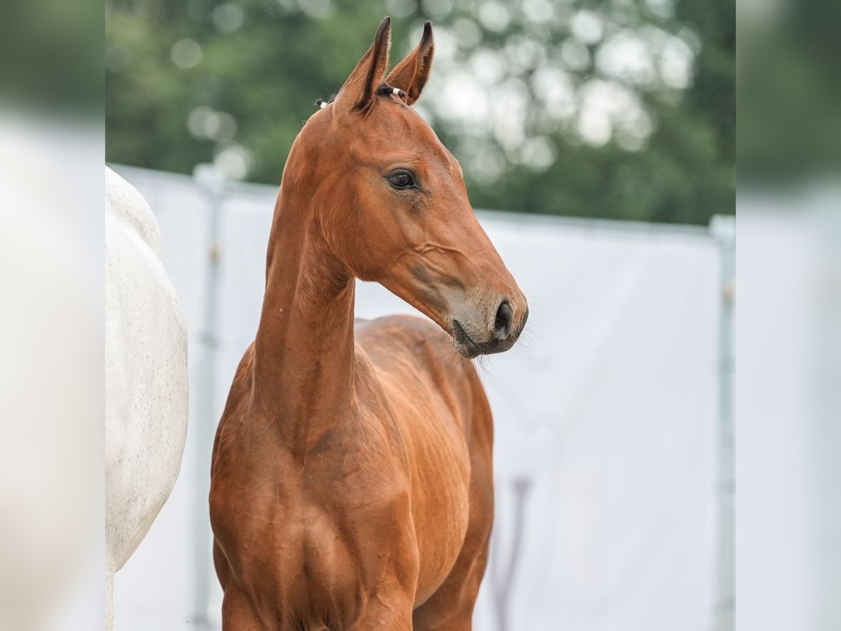 Westfalisk häst Hingst Föl (04/2024) Brun in Reichenwalde