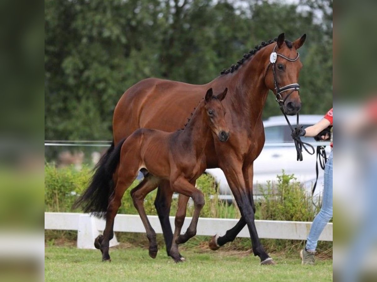 Westfalisk häst Hingst Föl (06/2024) in Reken