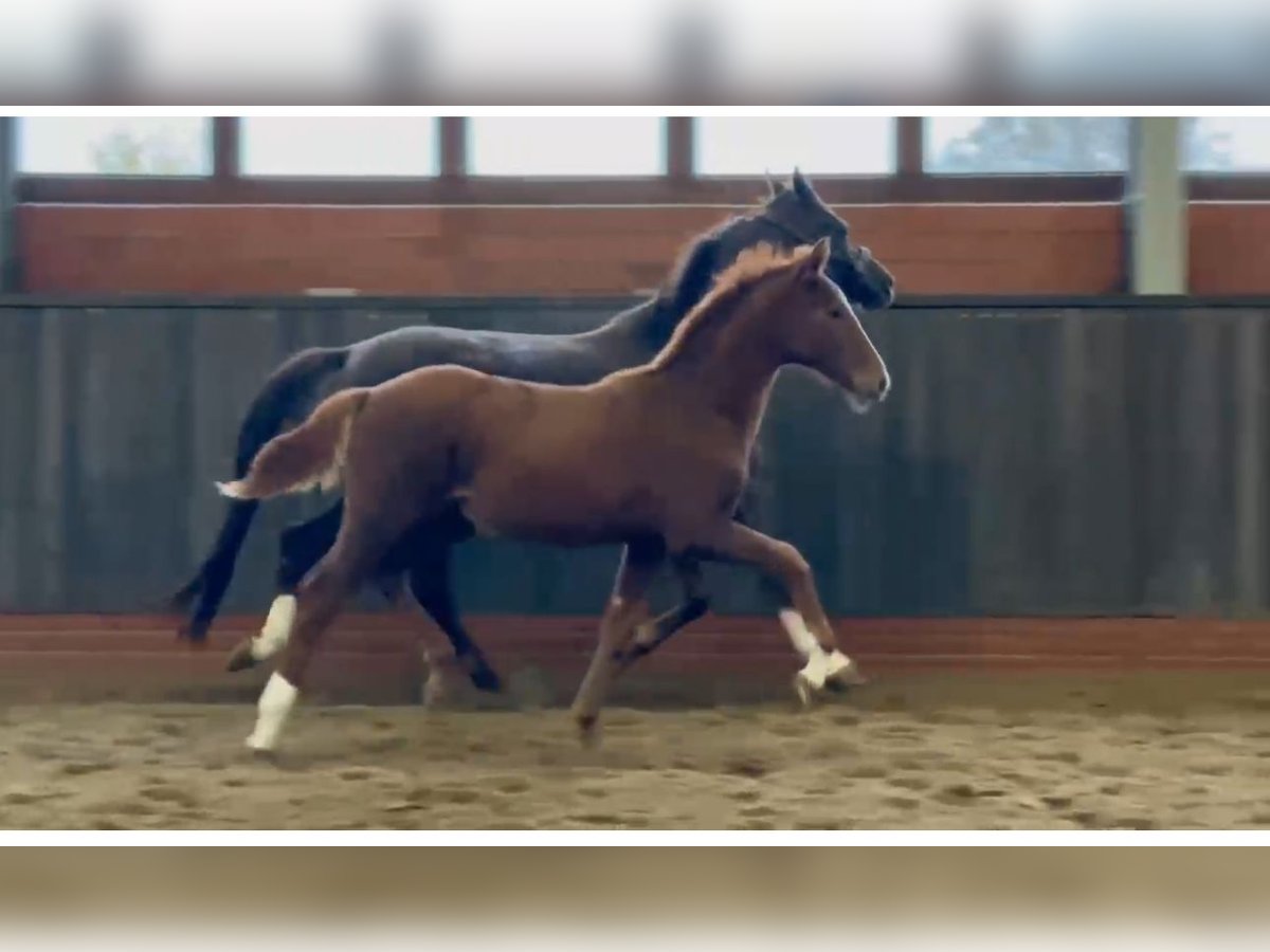 Westfalisk häst Hingst Föl (05/2024) Fux in Wettrup