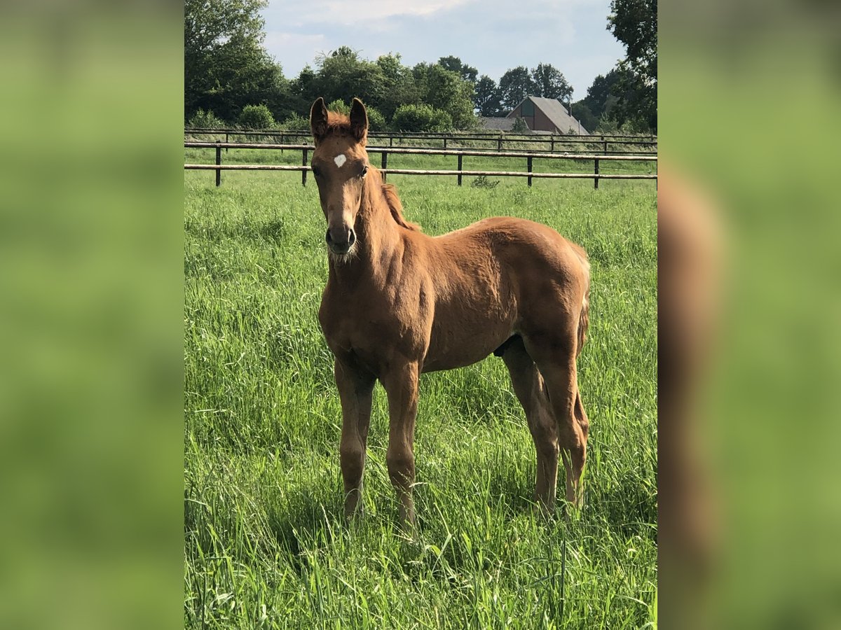 Westfalisk häst Hingst Föl (03/2024) fux in Bocholt