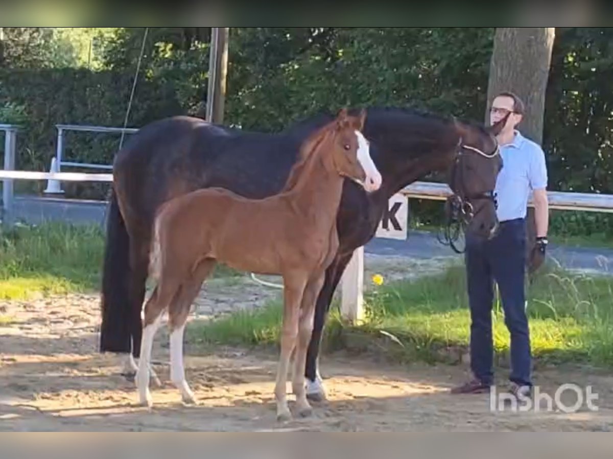 Westfalisk häst Hingst Föl (05/2024) fux in Coesfeld