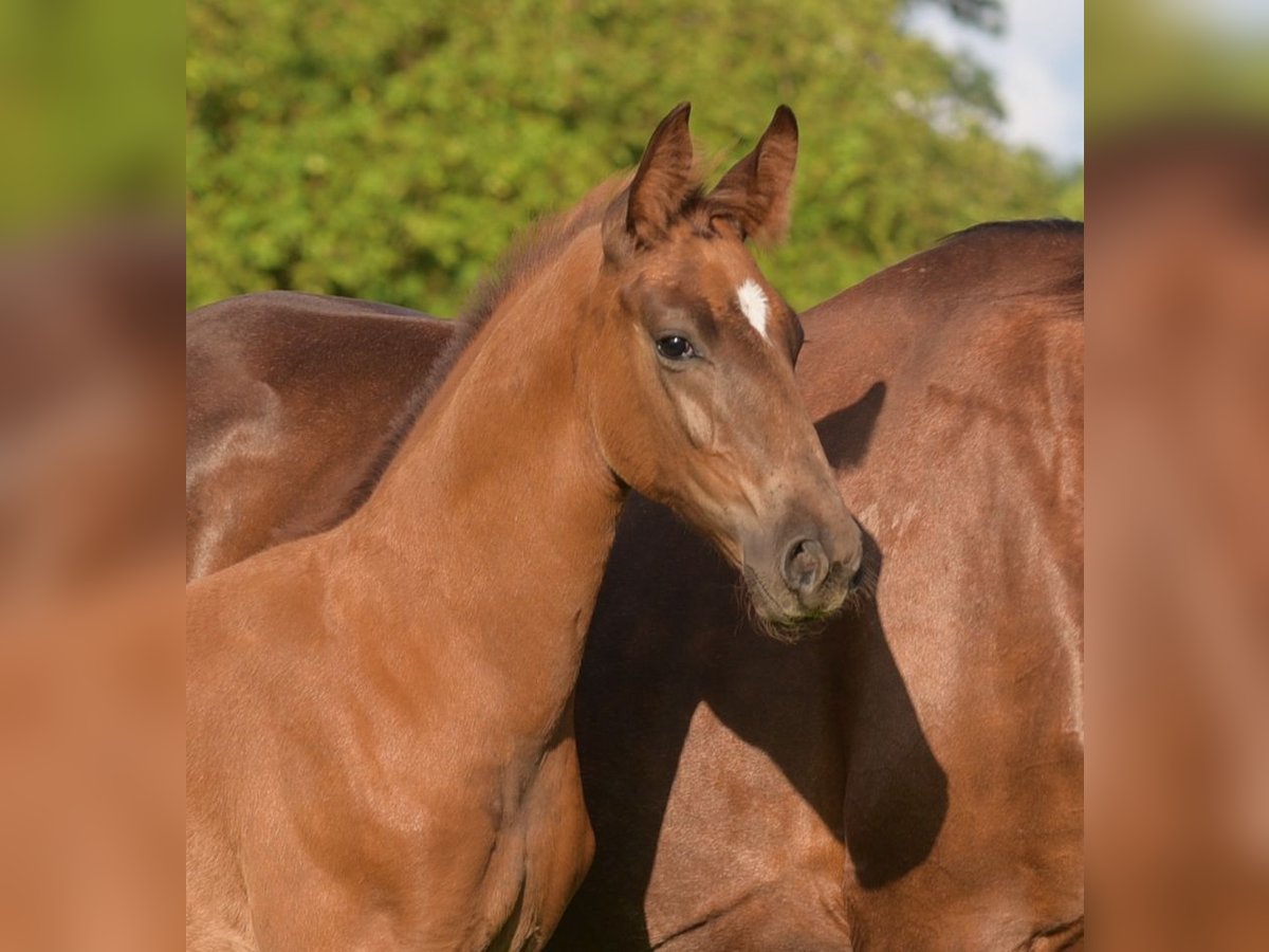 Westfalisk häst Hingst Föl (05/2024) fux in Herzebrock-Clarholz