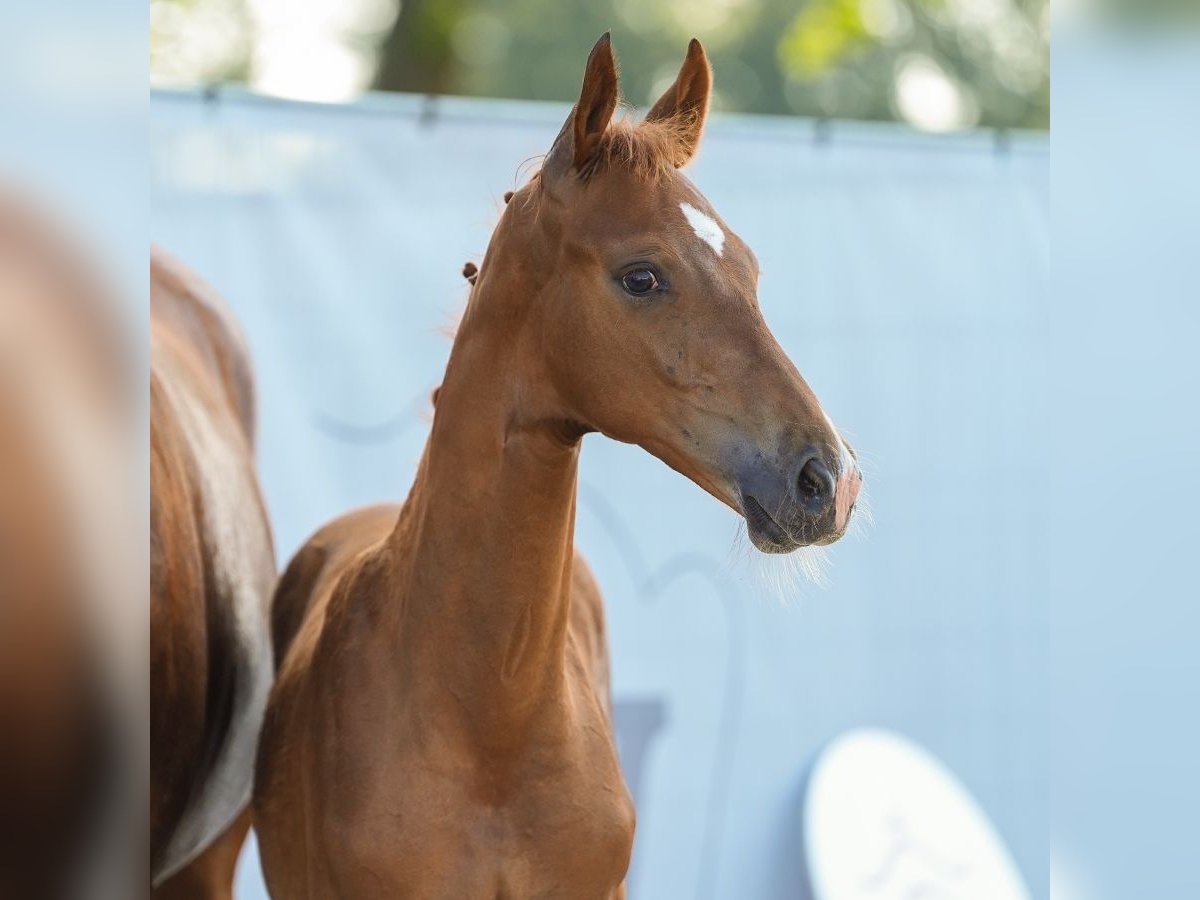 Westfalisk häst Hingst Föl (05/2024) fux in Münster-Handorf