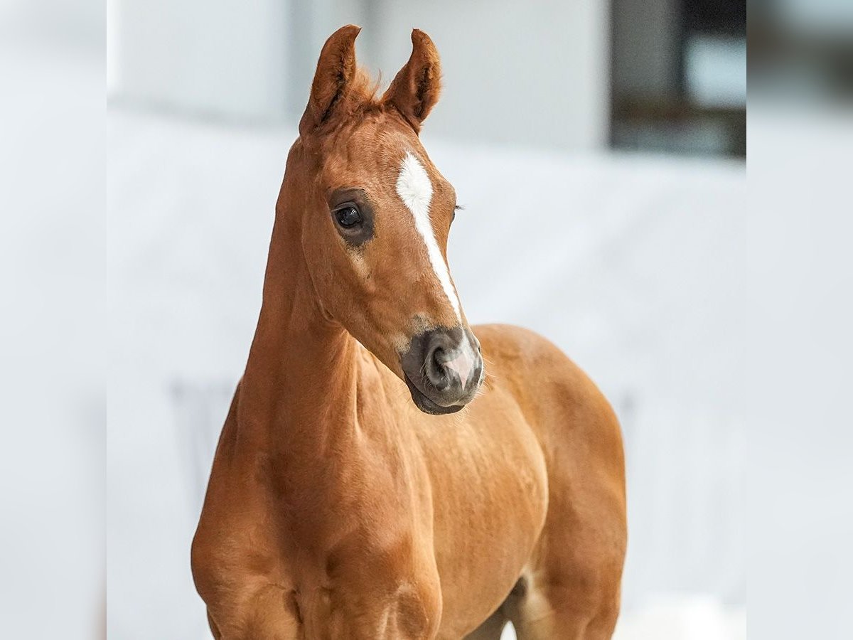 Westfalisk häst Hingst Föl (05/2024) Fux in Münster-Handorf