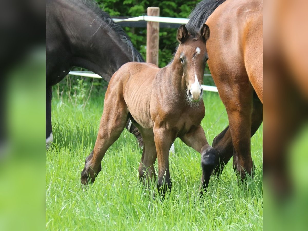 Westfalisk häst Hingst Föl (04/2024) Grå in Telgte