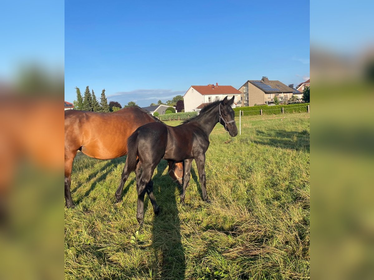 Westfalisk häst Hingst Föl (04/2024) Grå-mörk-brun in Hamm