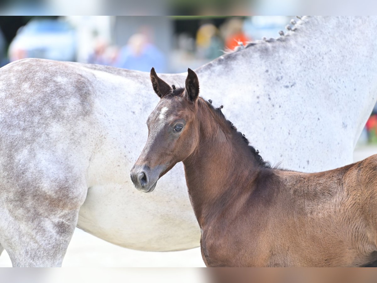 Westfalisk häst Hingst Föl (04/2024) Grå-mörk-brun in Wilsum