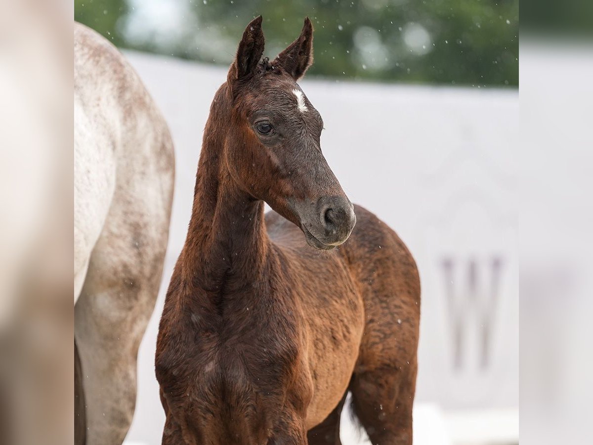 Westfalisk häst Hingst Föl (04/2024) Grå in Münster-Handorf