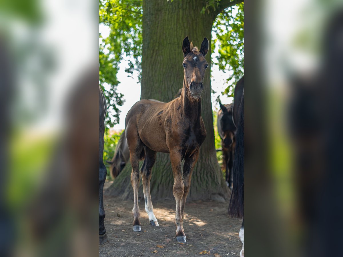 Westfalisk häst Hingst Föl (06/2024) Mörkbrun in Werne