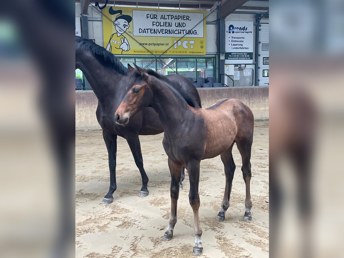 Westfalisk häst Hingst Föl (05/2024) Mörkbrun in Gronau (Westfalen)