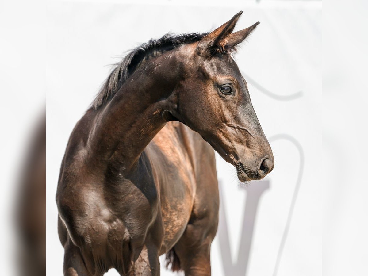 Westfalisk häst Hingst Föl (04/2024) Mörkbrun in Mönchengladbach