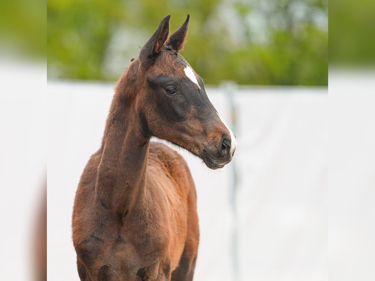 Westfalisk häst Hingst Föl (01/2024) Mörkbrun in Münster-Handorf