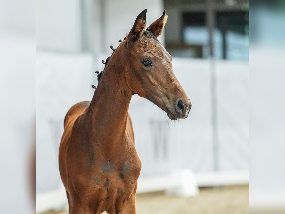 Westfalisk häst Hingst Föl (04/2024) Mörkbrun in Münster-Handorf