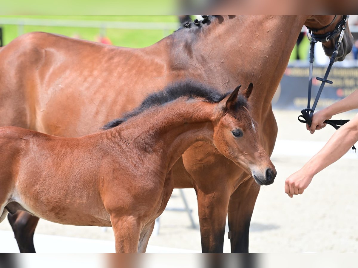 Westfalisk häst Hingst Föl (05/2024) Mörkbrun in Münster