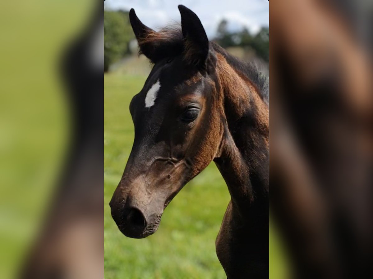 Westfalisk häst Hingst Föl (05/2024) Mörkbrun in Wenden