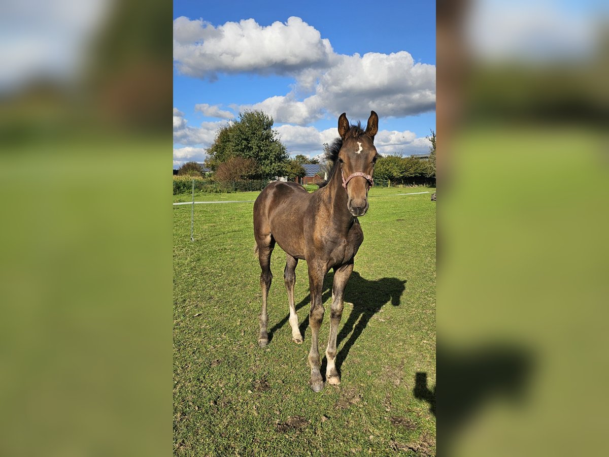 Westfalisk häst Hingst Föl (06/2024) Mörkbrun in Dorsten