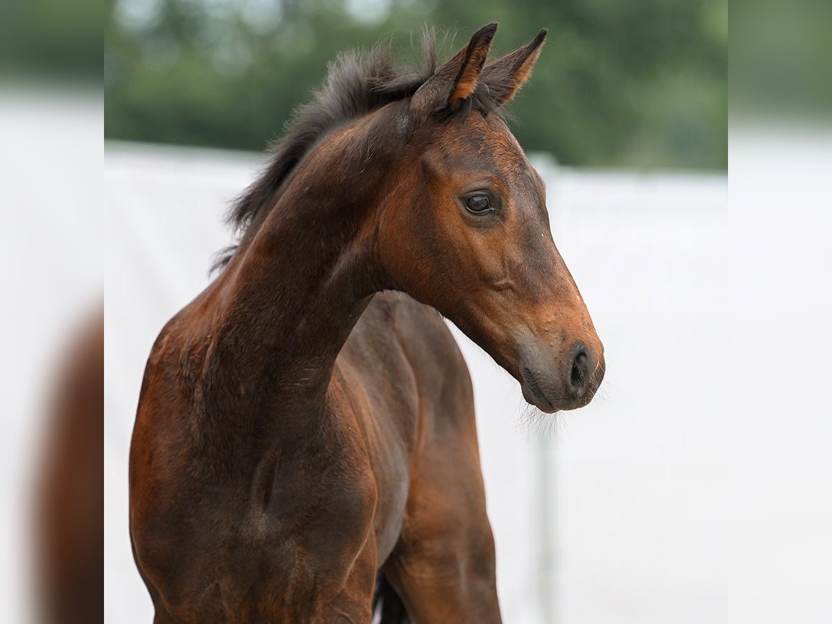 Westfalisk häst Hingst Föl (05/2024) Mörkbrun in Münster-Handorf