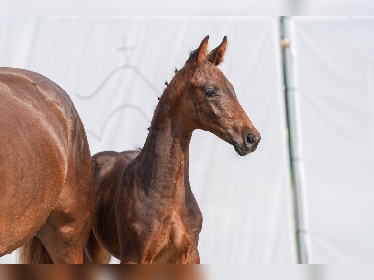 Westfalisk häst Hingst Föl (06/2024) Rökfärgad svart in Drolshagen