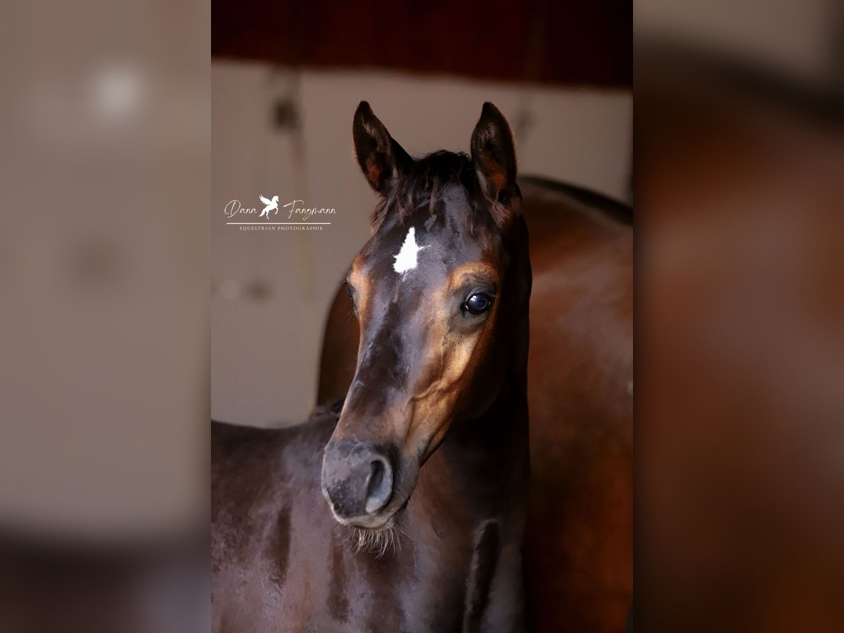 Westfalisk häst Hingst Föl (04/2024) Rökfärgad svart in Neuenkirchen-Vörden