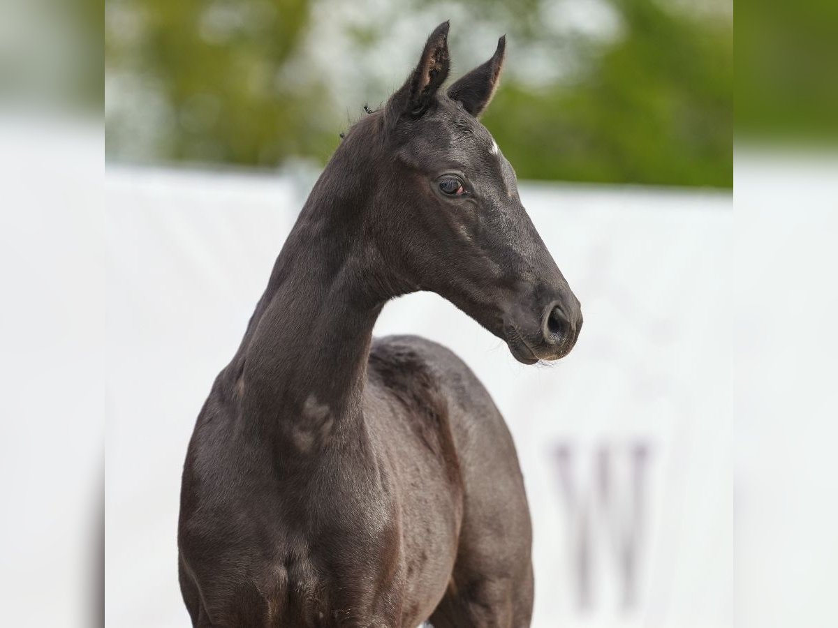 Westfalisk häst Hingst Föl (03/2024) Svart in Münster-Handorf