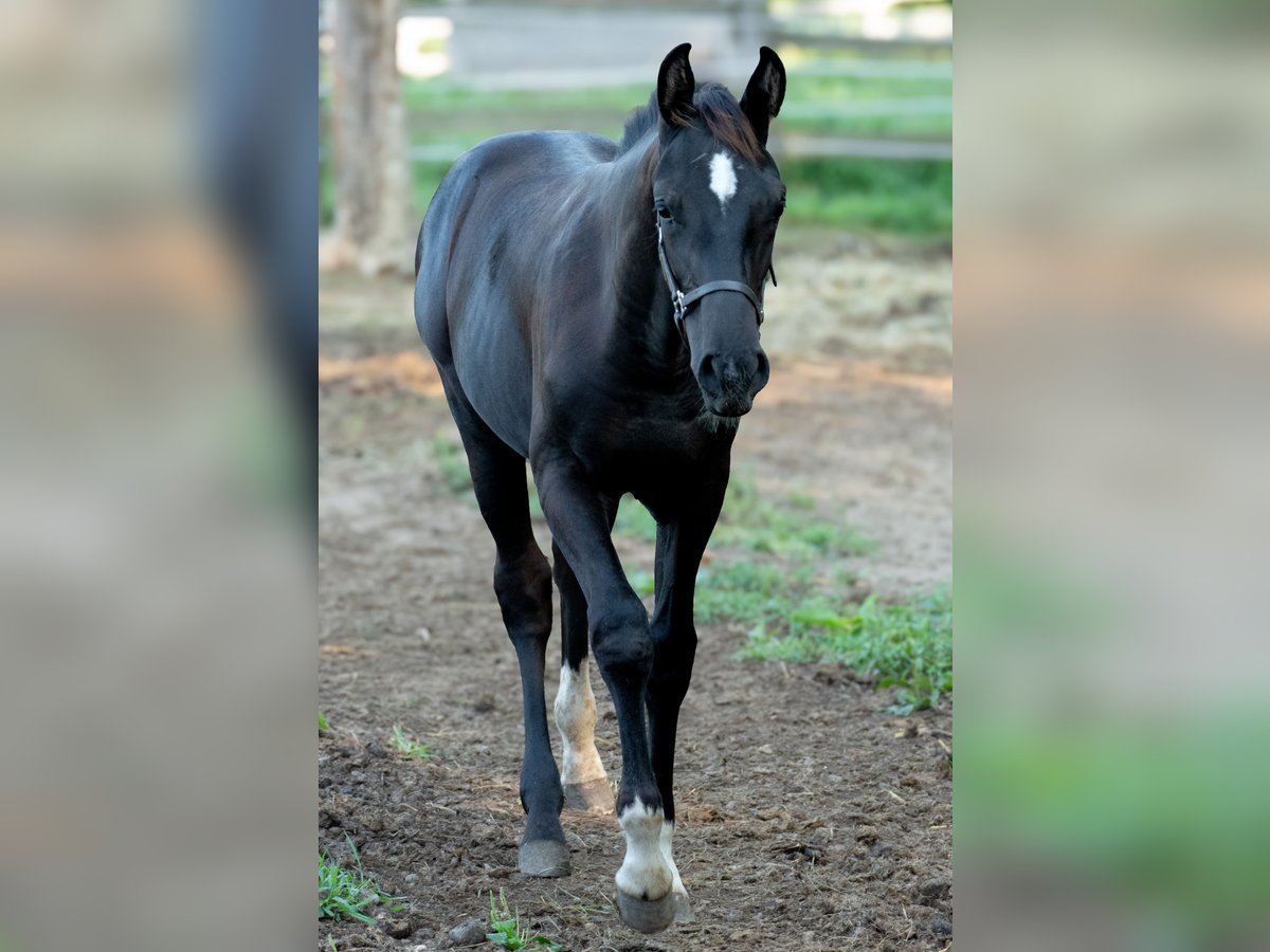 Westfalisk häst Blandning Hingst Föl (03/2024) Svart in Ragnitz