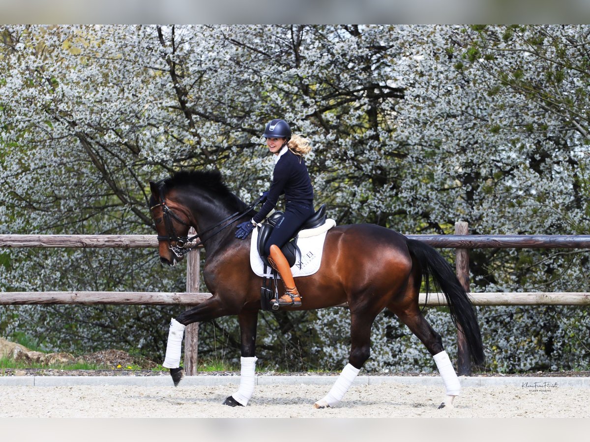 Westfalisk häst Sto 11 år 168 cm Brun in Hagen