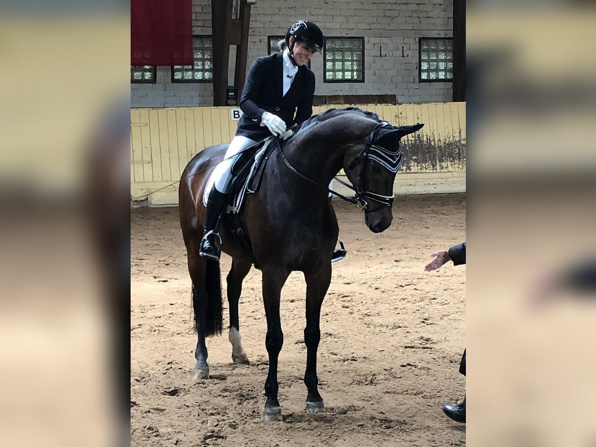 Westfalisk häst Sto 11 år 169 cm Brun in Schwanau