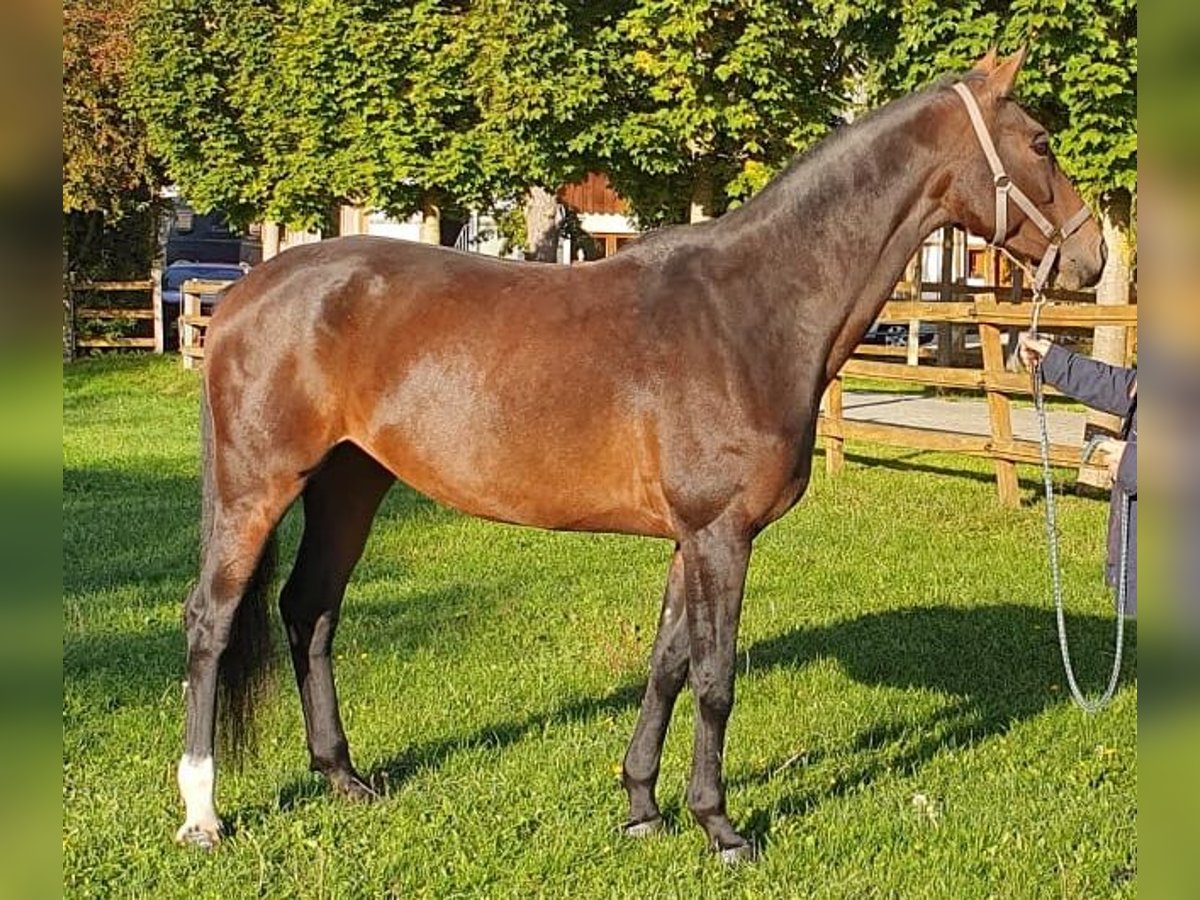 Westfalisk häst Sto 12 år 165 cm Brun in Drensteinfurt