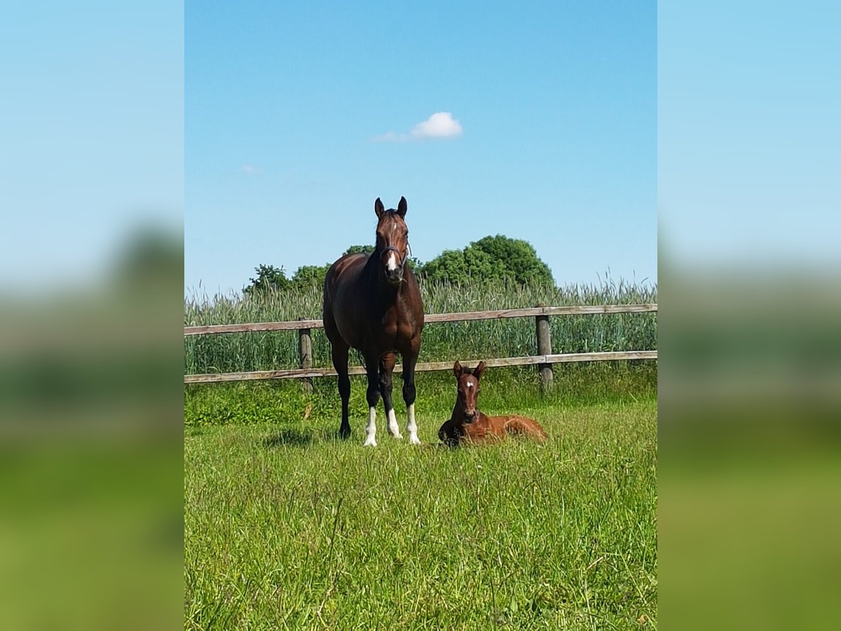 Westfalisk häst Sto 12 år 167 cm Brun in Sendenhorst