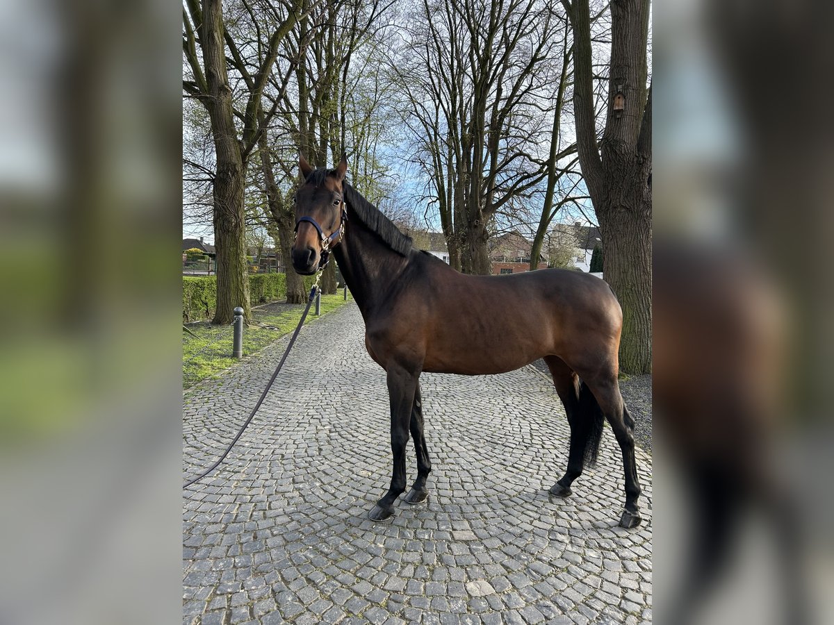 Westfalisk häst Sto 12 år 173 cm Brun in Kerpen