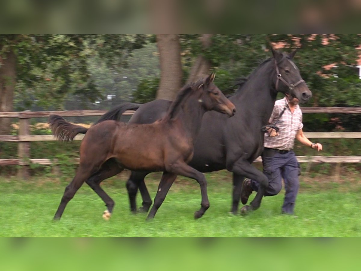 Westfalisk häst Sto 13 år 171 cm Mörkbrun in Cloppenburg