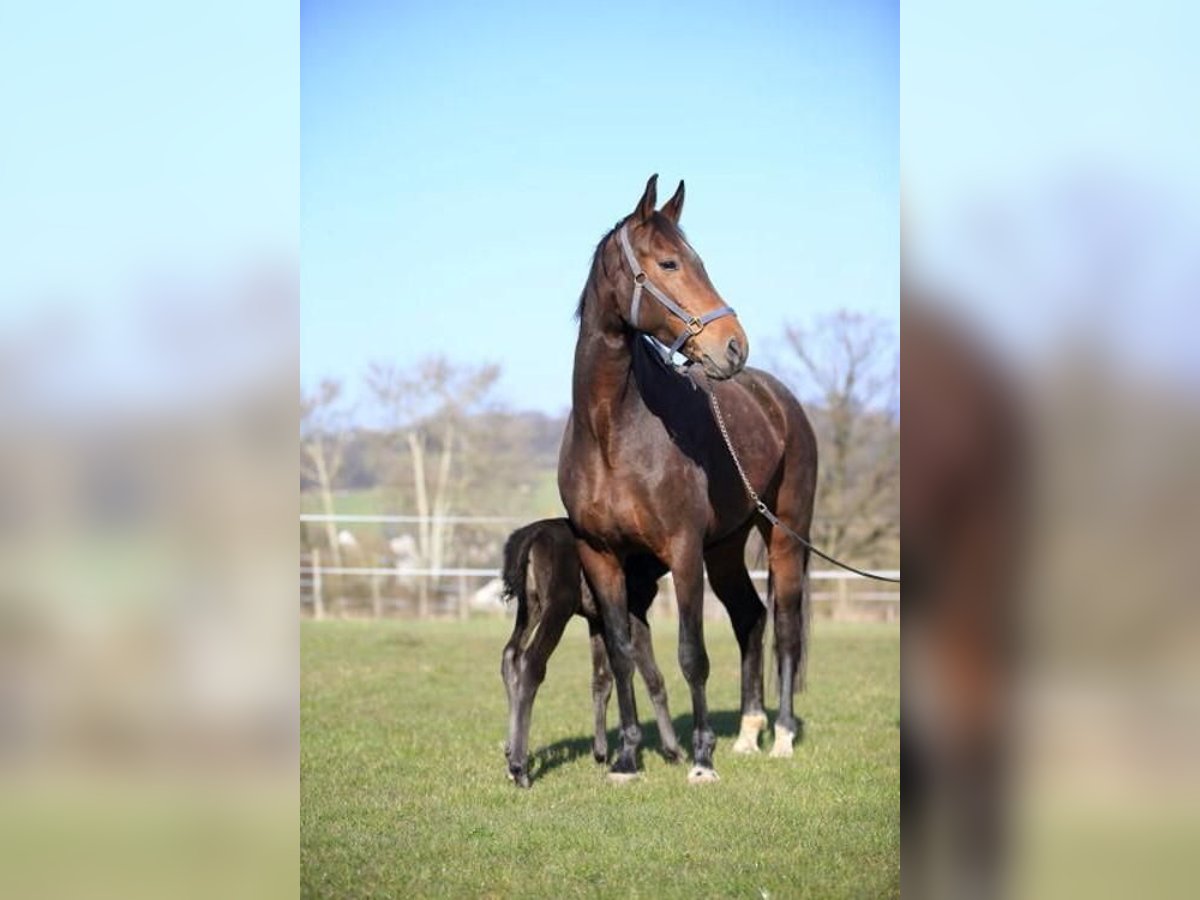 Westfalisk häst Sto 15 år 175 cm Brun in Nümbrecht