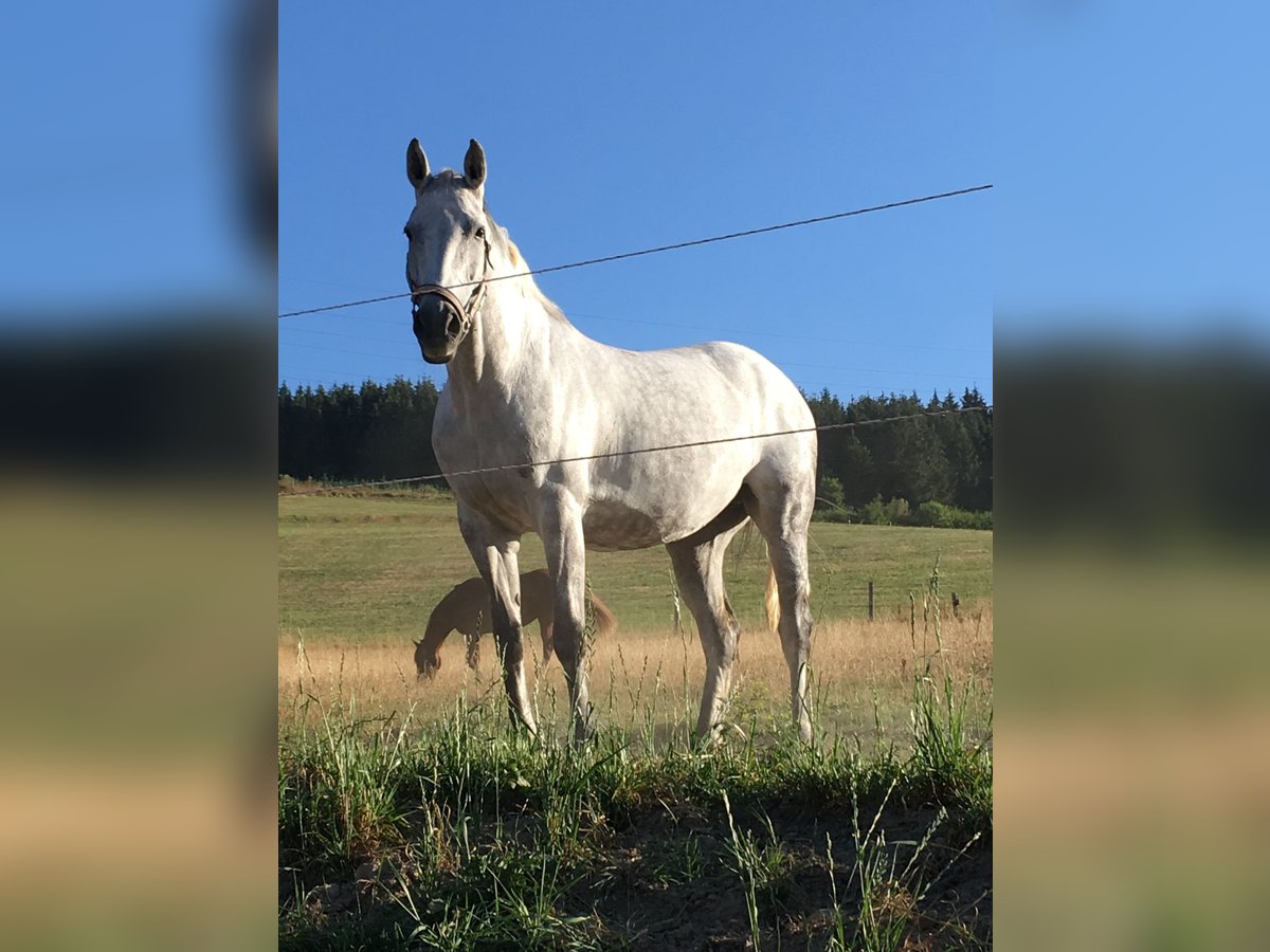 Westfalisk häst Sto 18 år 165 cm Grå in Everswinkel